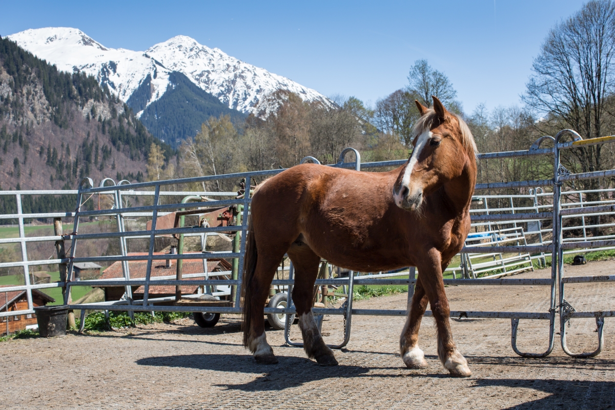 Padratscha-Hof Serneus